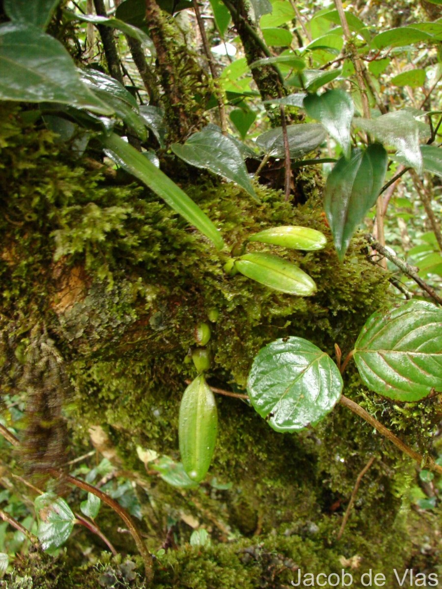 Porpax braccata (Lindl.) Schuit., Y.P.Ng & H.A.Pedersen